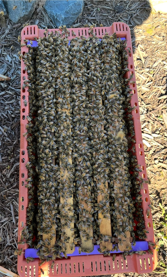 2026 Spring Honey Bee Nuc – Local Pickup Only