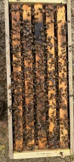 The Liberty Ridge Nuc Success Guide