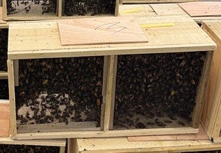 The Liberty Ridge Package Bee Success Guide